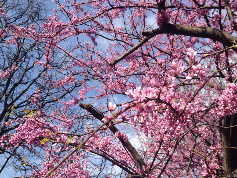 april, cherry blossoms in central and riverside parks
