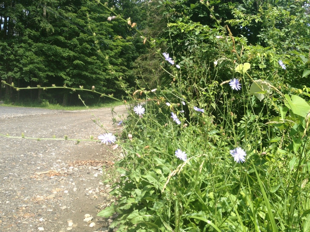 wildflowers on the side of the road wildflowers