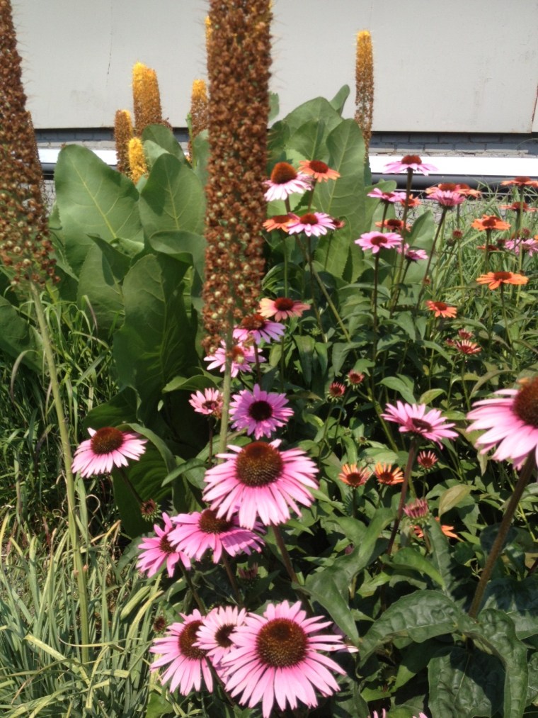 The flowers on the High Line are lovely. 