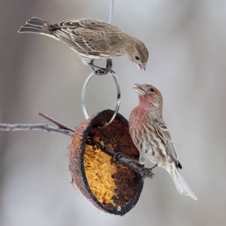 A couple of finches near the birdfeeder in Central Park