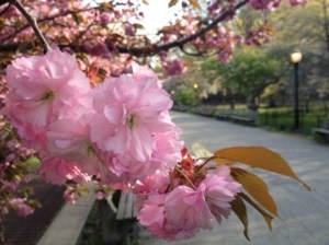 In one week, we will have this explosion of blooms in Riverside Park. 