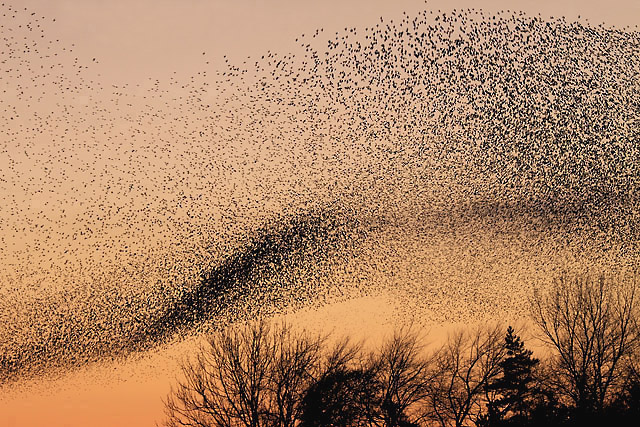 mumuration